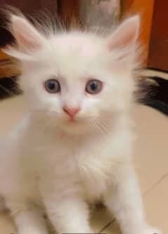 gray eyes persian male cat 0