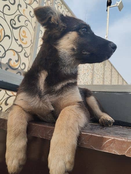 Pure German shepherd dog age 5 months. 1