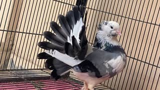 Laqa Kabootar (pigeons)
