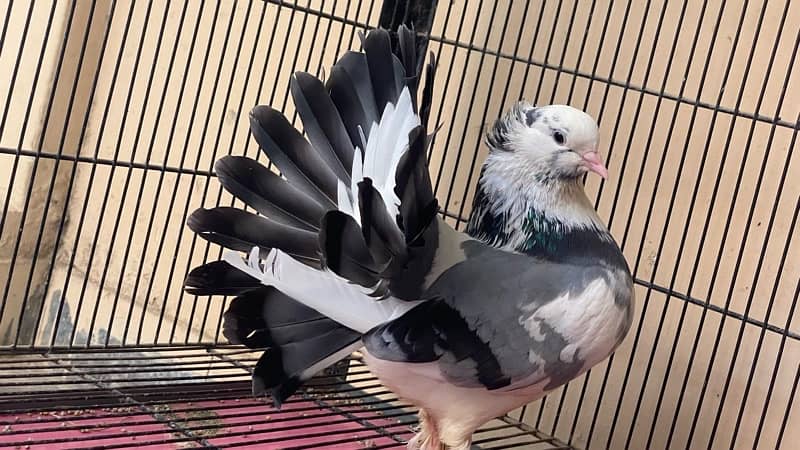 Laqa Kabootar (pigeons) 0