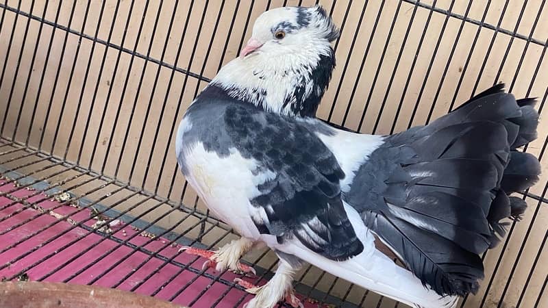 Laqa Kabootar (pigeons) 1