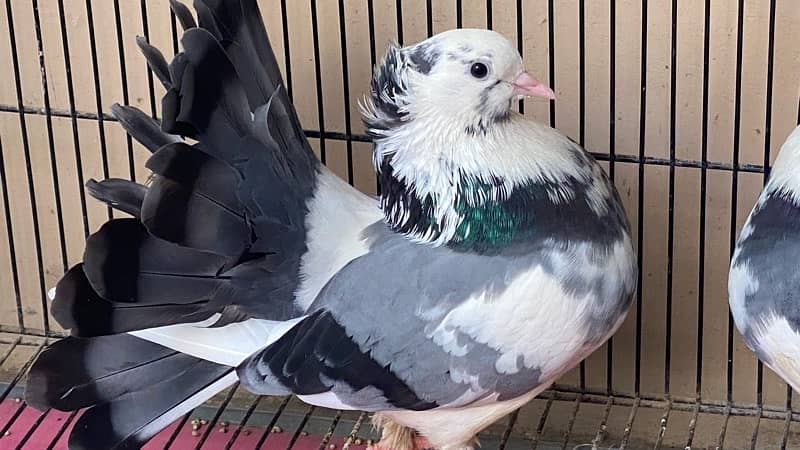Laqa Kabootar (pigeons) 2