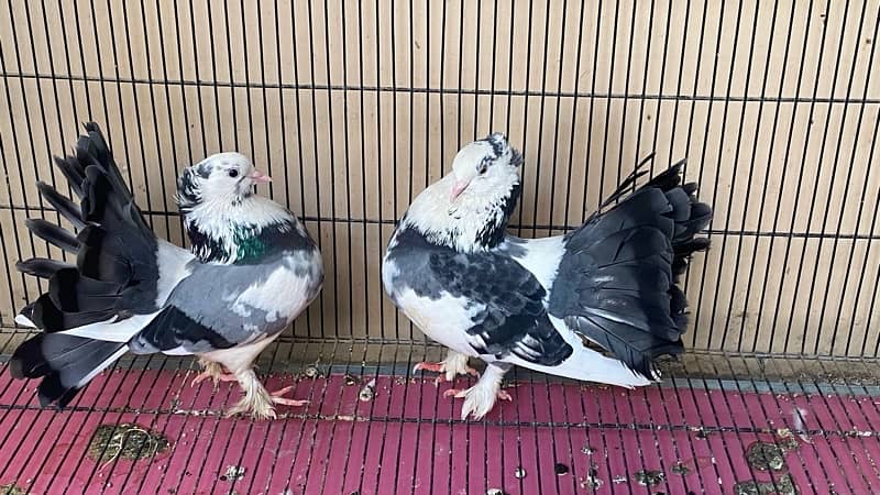 Laqa Kabootar (pigeons) 3