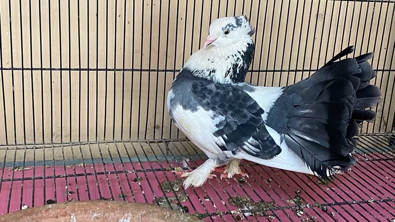 Laqa Kabootar (pigeons) 5