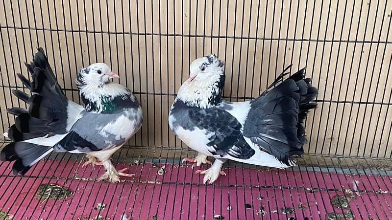 Laqa Kabootar (pigeons) 6
