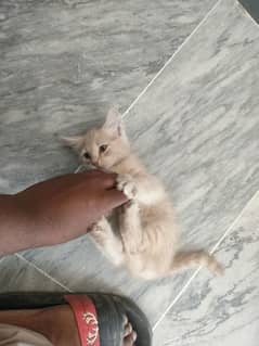 Persian cat for sale urgent need of money
