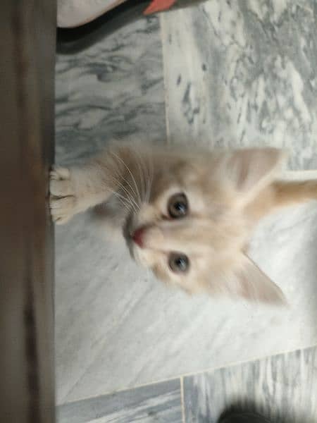 Persian cat for sale urgent need of money 2