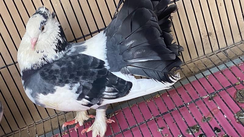 Laqa Kabootar (pigeons) 7