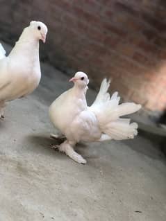 laky kabootar | lucky pigeons kabootar for sale