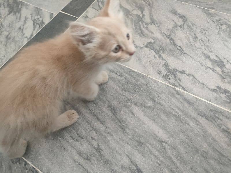 Persian cat for sale urgent need of money 3