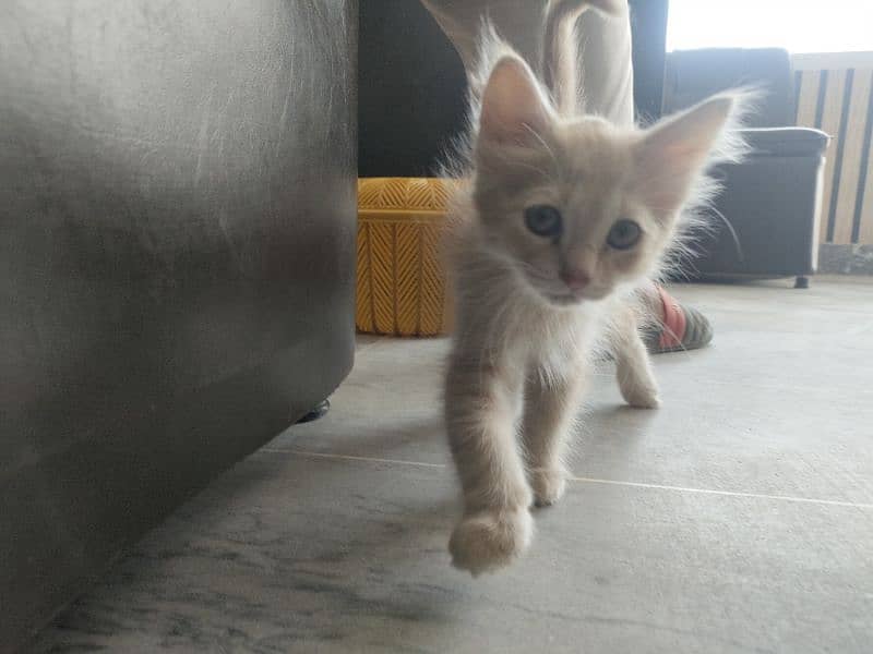Persian cat for sale urgent need of money 5