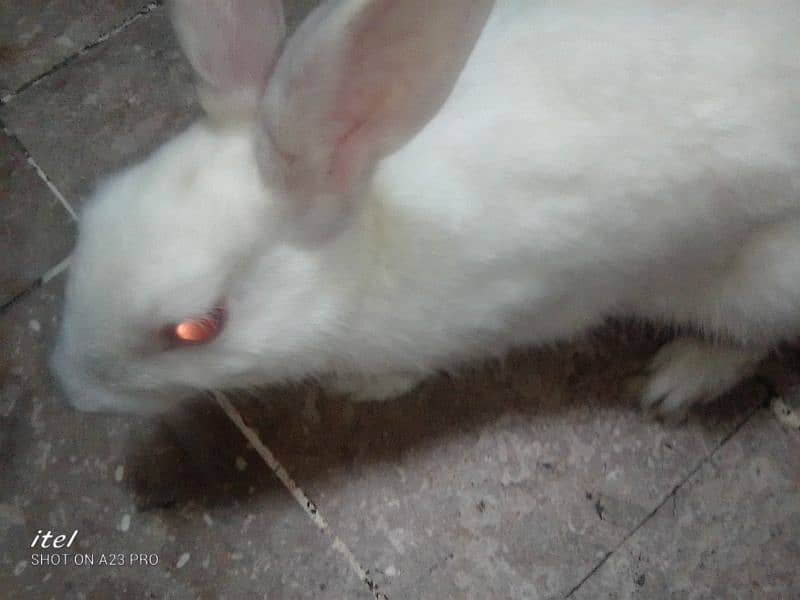 rabbit male 1