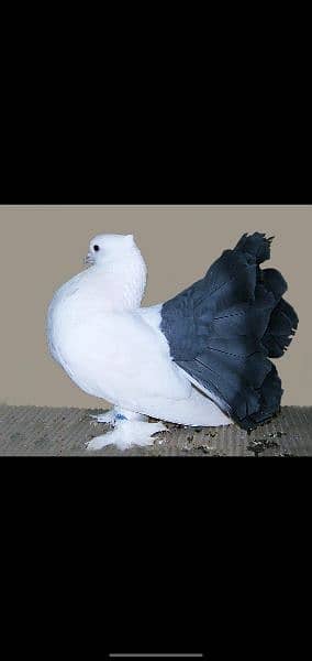 Blacktail lakka, White lakka pair, shirazi pair 0