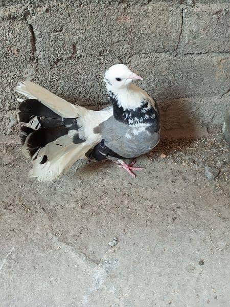 Lucky Pigeon + ghasi pigeon 1
