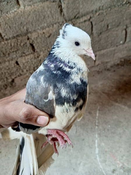 Lucky Pigeon + ghasi pigeon 2