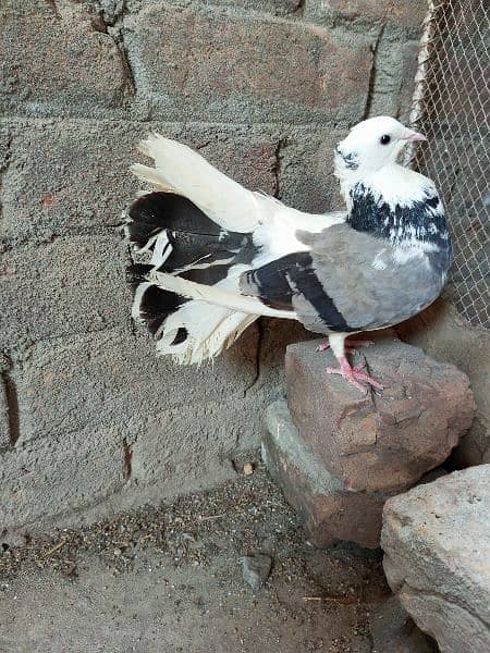Lucky Pigeon + ghasi pigeon 4