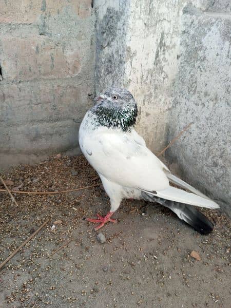 Lucky Pigeon + ghasi pigeon 5