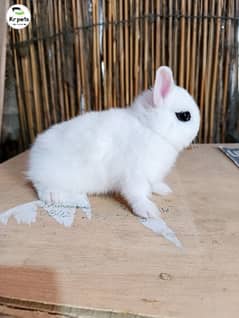 Hotot Dwarf male bunny fancy rabbit extreme Quality Father imported 0