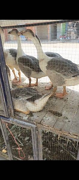Long Neack Ducks pairs for sale 1