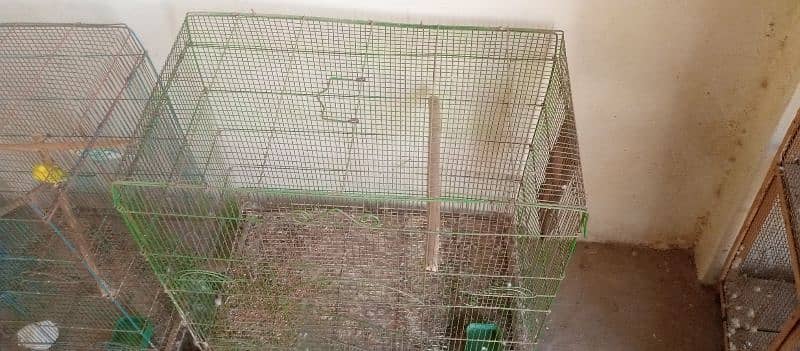 Urgent sale budgies and cages 7