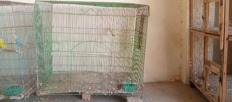 Urgent sale budgies and cages 8