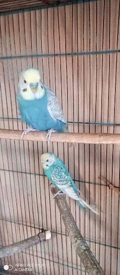 Urgent sale budgies and cages 0