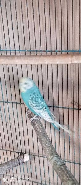 Urgent sale budgies and cages 1