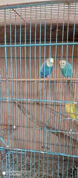 Urgent sale budgies and cages 2