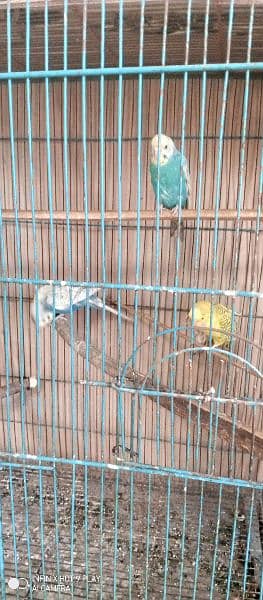 Urgent sale budgies and cages 3