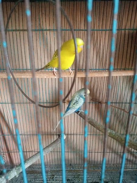 Urgent sale budgies and cages 4