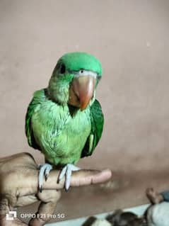 I am selling baby parrot