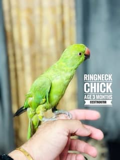 RingNeck Parrot Chick Friendly