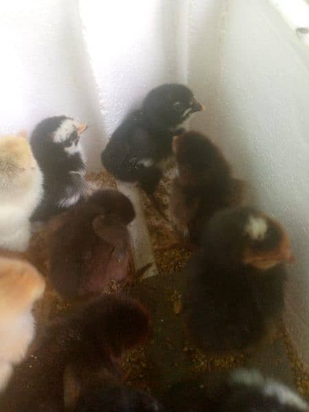 Australorp fansey chicks and hanes 1