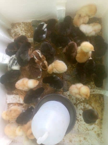 Australorp fansey chicks and hanes 3