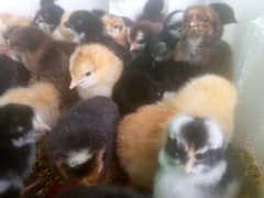 Australorp fansey chicks and hanes