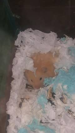2 month old hamsters for sale