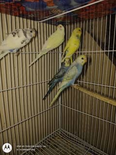 Urgent sell Budgies pair red eye