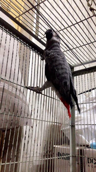 cango African Grey parrot 4
