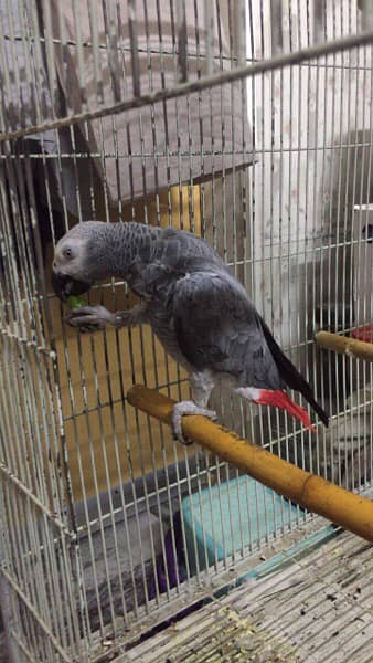 cango African Grey parrot 5