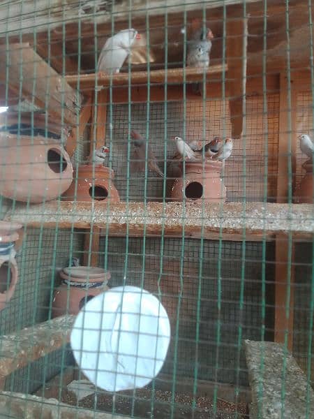 common finches breeder pair 0
