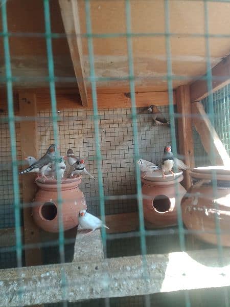common finches breeder pair 3
