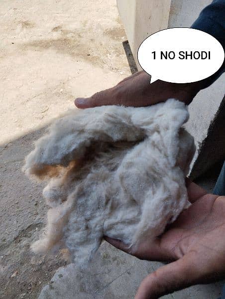 SHODI,Medium, 1 no shodi and Super cotton available 6