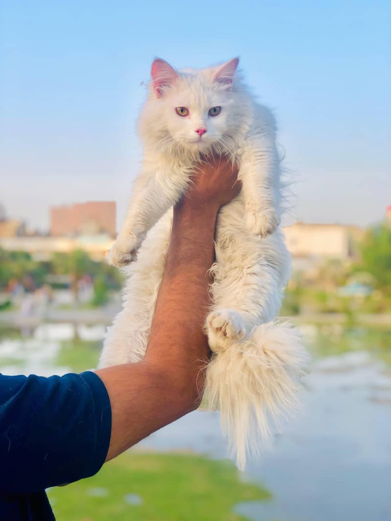 Persian cat and kitten 17