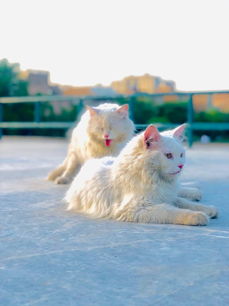 Persian cat and kitten 15