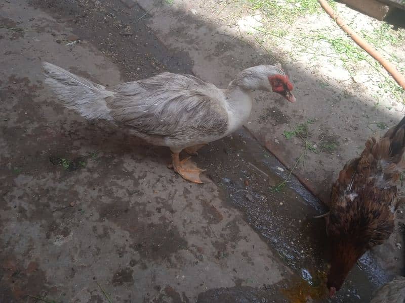 mascovi duck white 2