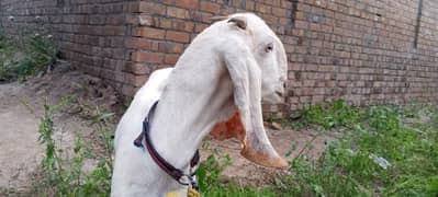 rajanpori goat for sale