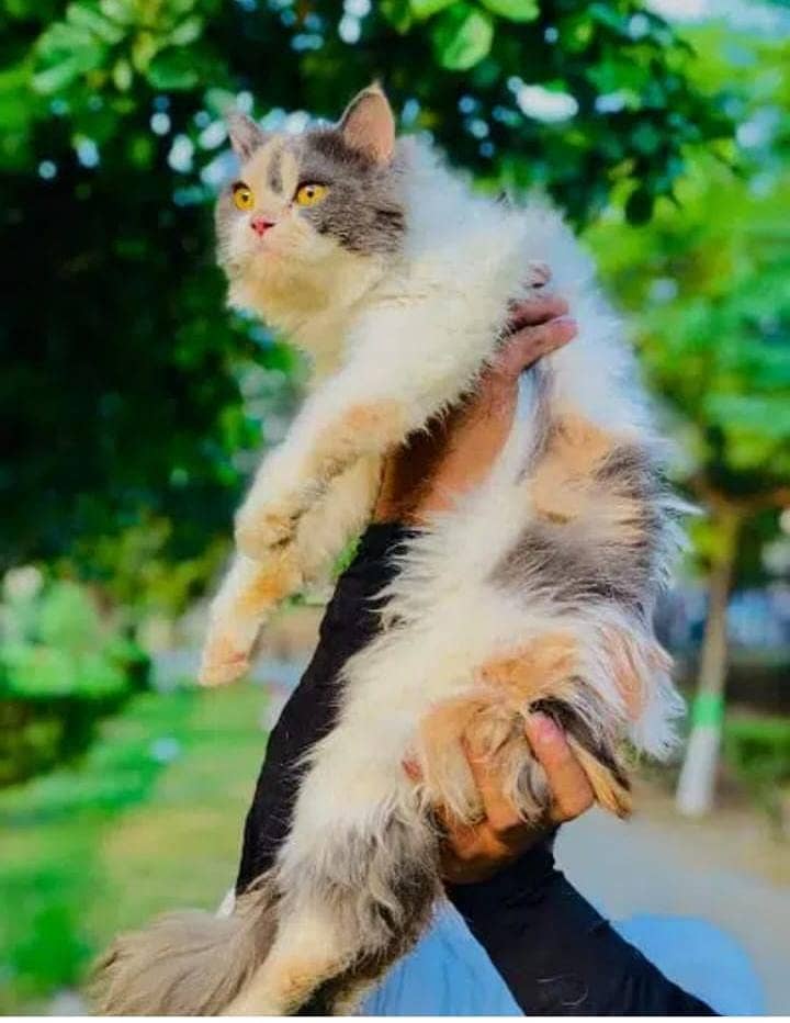 Persian cat and kitten 11
