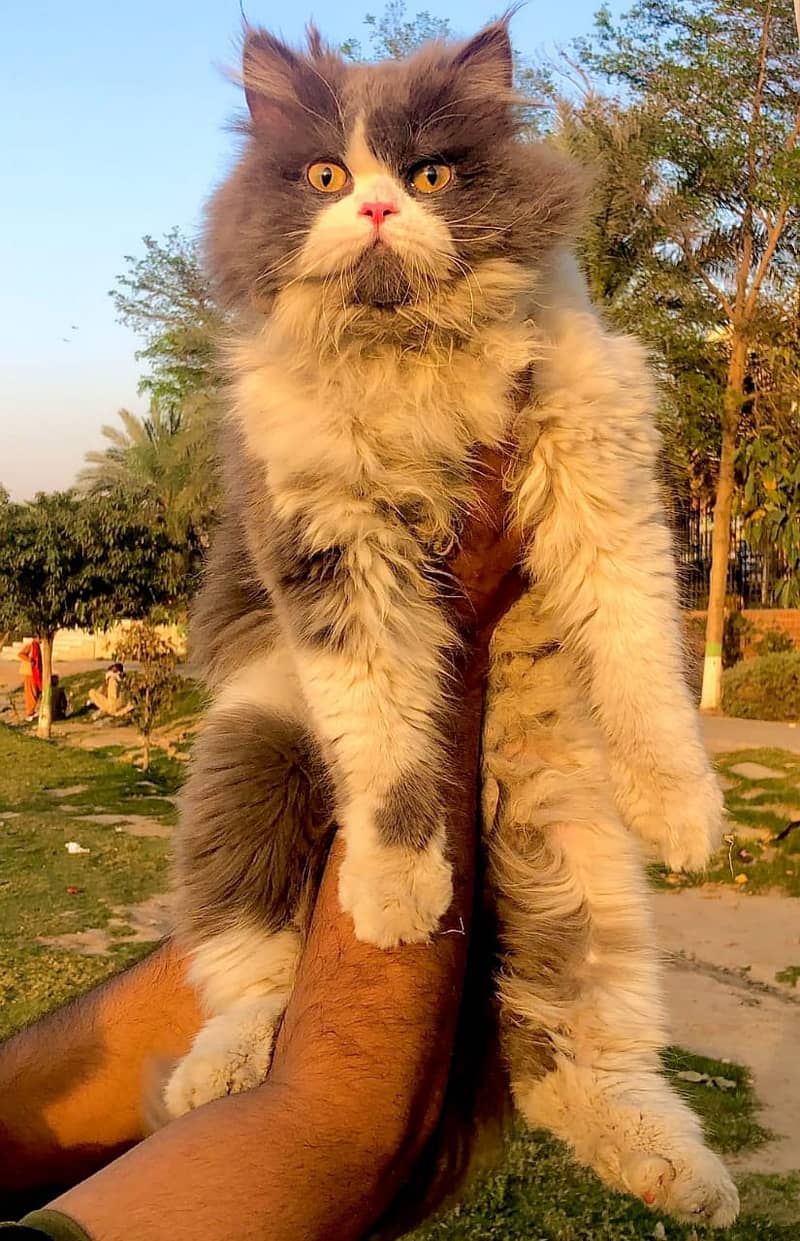 Persian cat and kitten 13
