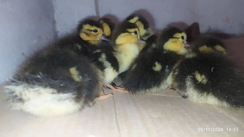 Muscovy Duck fertile eggs and chick's available 0