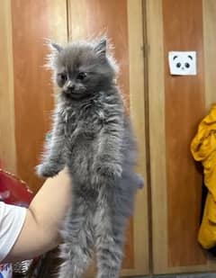 persian grey kitten vaccinated with scratching pole food bowls andfood